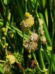 Sparganium eurycarpum