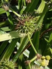 Sparganium eurycarpum