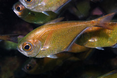 Pempheris oualensis