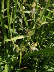 Sparganium eurycarpum