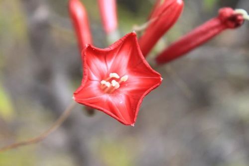 Ipomoea conzattii
