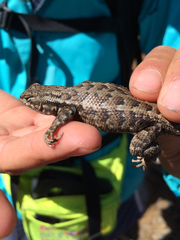 Sceloporus graciosus vandenburgianus