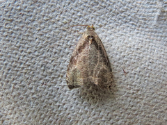 Olethreutes exoletum