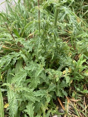 Verbena officinalis