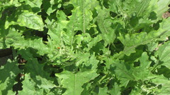 Atriplex tatarica