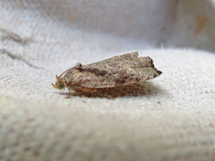 Olethreutes exoletum