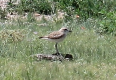 Charadrius montanus