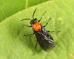Atomacera decepta