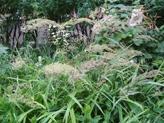 Calamagrostis epigejos