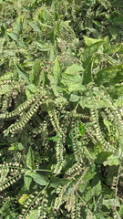 Symphytum caucasicum
