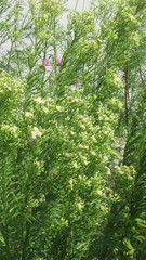 Erigeron canadensis