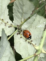 Coccinella septempunctata