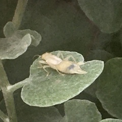 Forficula auricularia