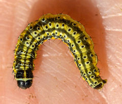 Depressaria daucella