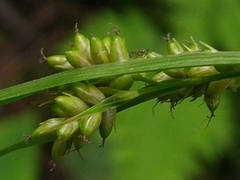 Carex pallescens