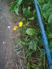 Scorzoneroides autumnalis