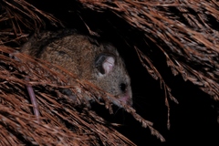 Dendromus mesomelas