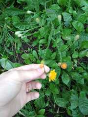 Scorzoneroides autumnalis