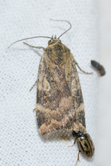 Cryptocala chardinyi