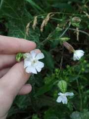 Silene latifolia