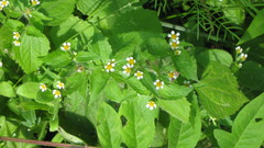 Galinsoga quadriradiata