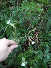 Silene latifolia