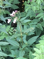 Impatiens glandulifera