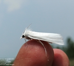Scirpophaga nivella
