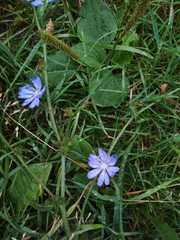 Cichorium intybus