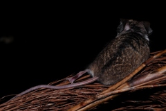 Dendromus mesomelas