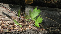 Acer negundo