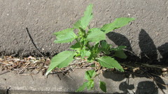 Amaranthus retroflexus