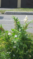 Sorbaria sorbifolia