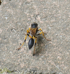 Sceliphron destillatorium