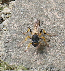 Sceliphron destillatorium