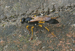 Sceliphron destillatorium