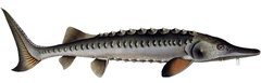 Sturgeon photo 2