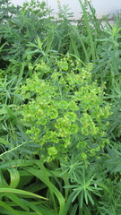 Euphorbia virgata