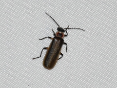 Podabrus appendiculatus
