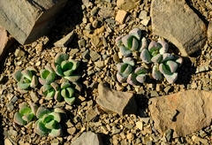 Stomatium loganii