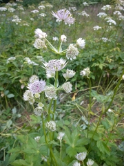 Astrantia
