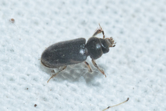 Heterocerus fenestratus