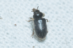 Heterocerus fenestratus