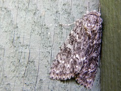 Acronicta retardata