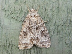 Acronicta fragilis