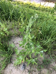 Chenopodium album