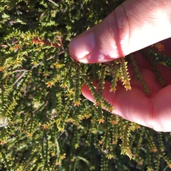 Euchaetis pungens
