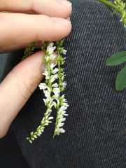 Melilotus albus