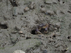 Pseudohelice subquadrata