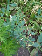 Melilotus albus